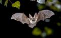 imagen para "bat" en polaco