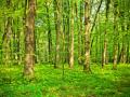 imagen para "beech" en polaco