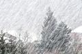 imagen para "blizzard" en polaco