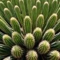 imagen para "cactus" en polaco
