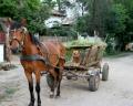 imagen para "cart" en polaco