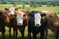 imagen para "cattle" en polaco