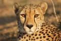 imagen para "cheetah" en polaco