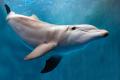 imagen para "dolphin" en polaco
