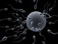 imagen para "fertilization" en polaco