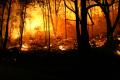 imagen para "forest fire" en polaco