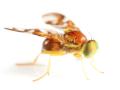 imagen para "fruit fly" en polaco