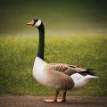 imagen para "goose" en polaco