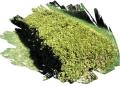 imagen para "hedge" en polaco