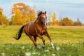 imagen para "horse" en polaco