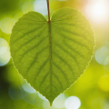 imagen para "leaf" en polaco