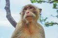 imagen para "monkey" en polaco