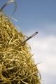 imagen para "needle in a haystack" en polaco