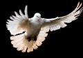 imagen para "peace" en polaco
