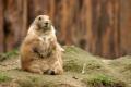 imagen para "prairie dog" en polaco