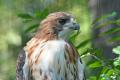 imagen para "prairie falcon" en polaco
