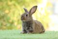 imagen para "rabbit" en polaco