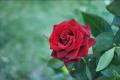 imagen para "rose" en polaco