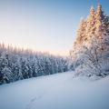 imagen para "snow" en polaco