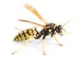 imagen para "wasp" en polaco